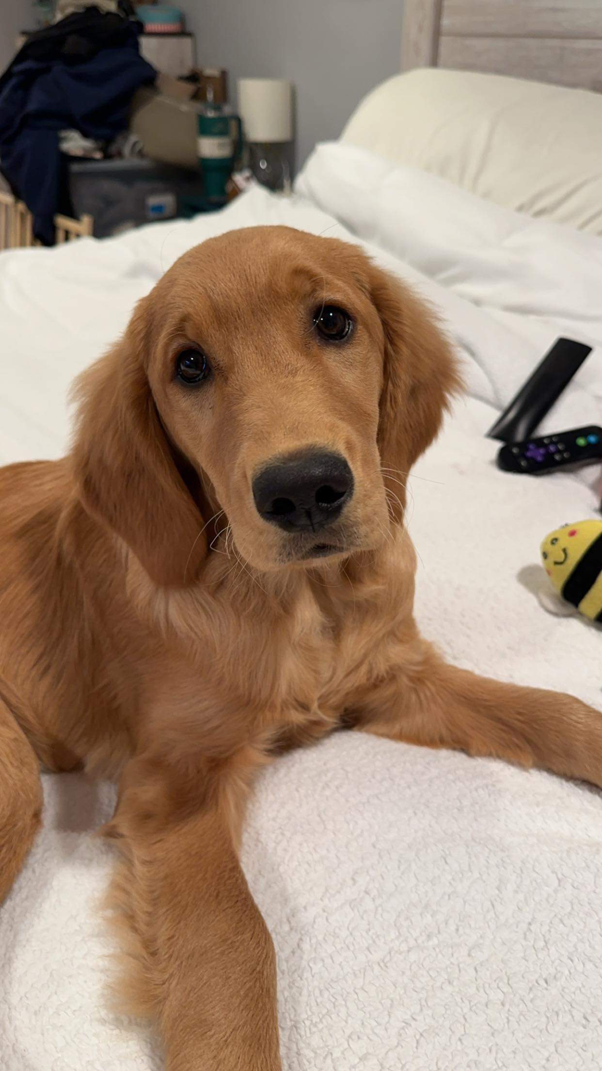 A Natural Rearing Breeder Brookestone Goldens